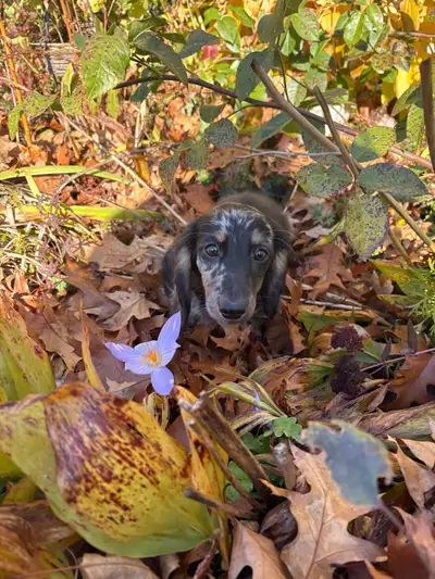 Dapple LH Male Dachshund Puppy, View more