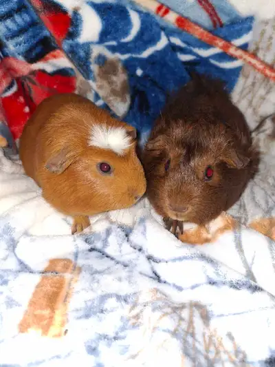 beautiful baby guinea pigs, both female, sisters, View more