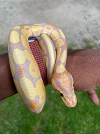 Banana Orange Ghost Ball Python