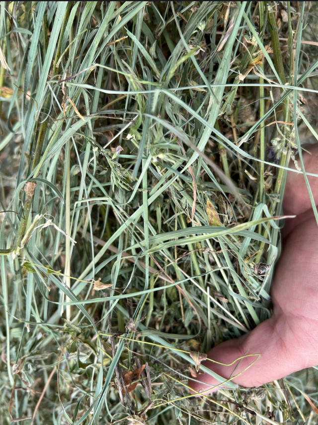 Hay for sale in Other in Swift Current