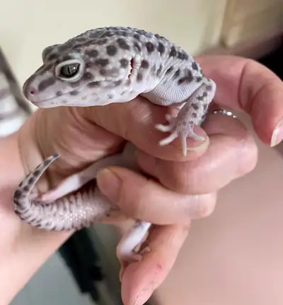 leopard gecko, View more