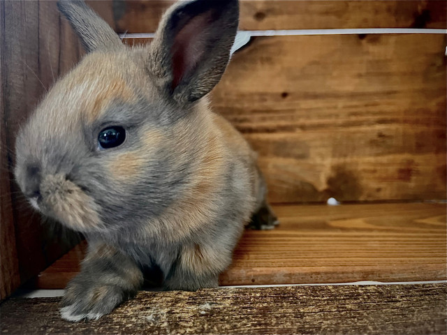 Baby bunnies  in Small Animals for Rehoming in Belleville - Image 2