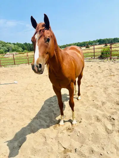 2024 AQHA mare barrel prospect , View more