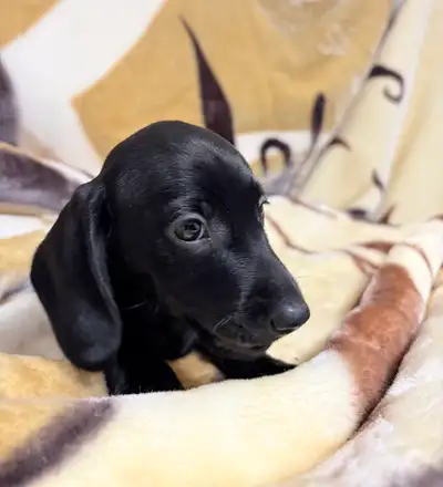 Purebred Miniature Dachshund  Puppy Ready Now, View more