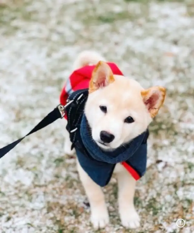 Chiots Shiba Inu puppies!! Pure race!! Micro pucé in Dogs & Puppies for Rehoming in Saint-Hyacinthe - Image 7