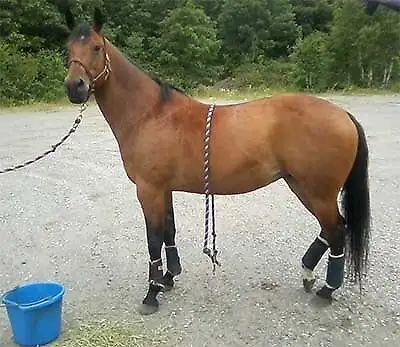 MISSING...REWARD 4 INFO. LEADING 2 SAFE RETURNS! PLEASE CONTACT., View more