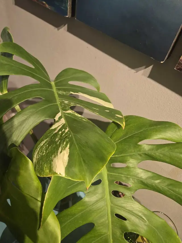 Monstera Albo Plant in Plants, Fertilizer & Soil in City of Toronto - Image 4