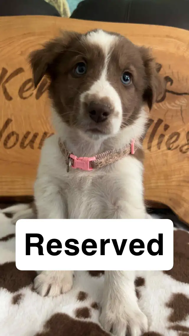 Border Collie Puppies  READY TO GO ! in Dogs & Puppies for Rehoming in Napanee - Image 8