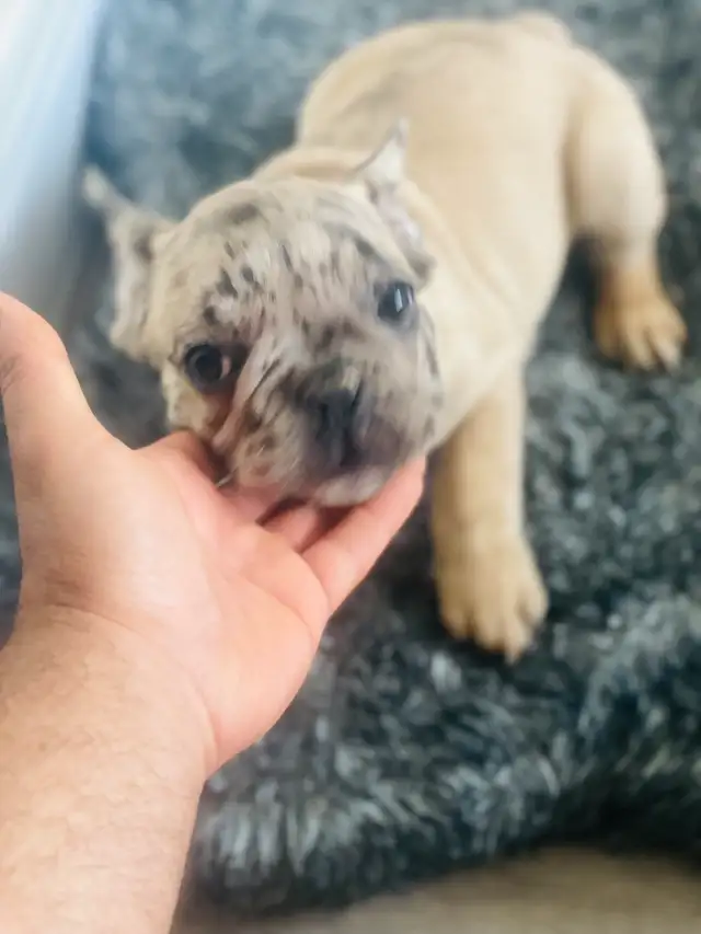 chiot bulldog français, frenchie puppies in Dogs & Puppies for Rehoming in City of Montréal - Image 7