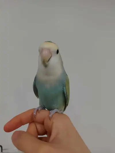 Young Lovebirds, View more