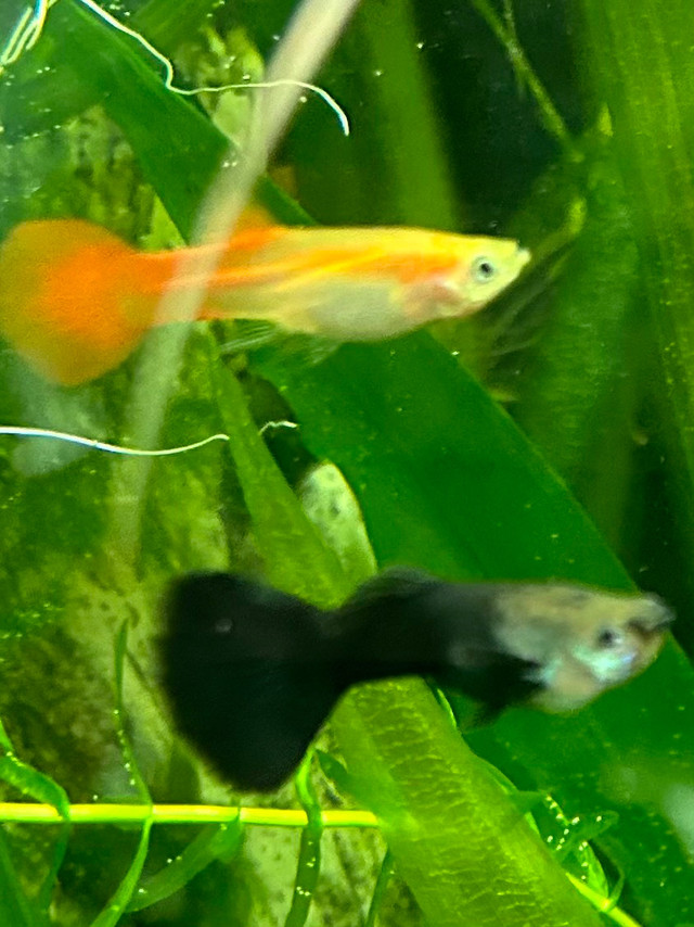 BEAUTIFUL MIDNIGHT BLACK GUPPIES in Fish for Rehoming in North Bay - Image 4