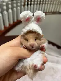 Easter bunny hamster