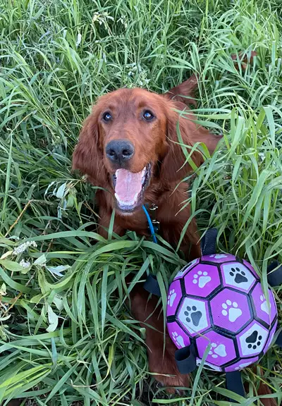 Bring some love, joy and adventure to your life this year with one of our beautiful Irish Setter pup...