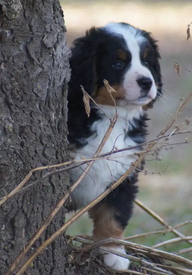 CKC reg. Bernese Mountain Dogs in Dogs & Puppies for Rehoming in Barrie - Image 5