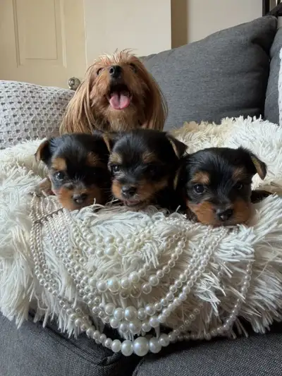 Adorable Teacup Yorkie Puppies Females, View more