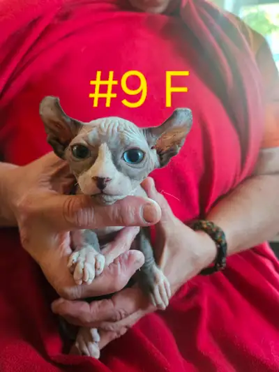 à vendre Chatons Sphynx Kitten for sale, View more