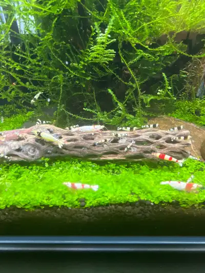 Crystal Black Caridina shrimp, View more
