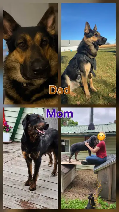 12 GERMAN SHEPHERD PUPPIES, View more