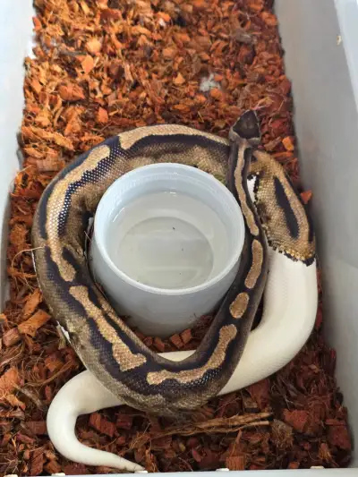 Adult Male Ball Python PB and RTB Sale $50 - $325, View more