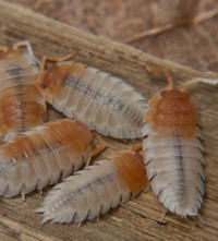 Porcellio scabbers orange pied