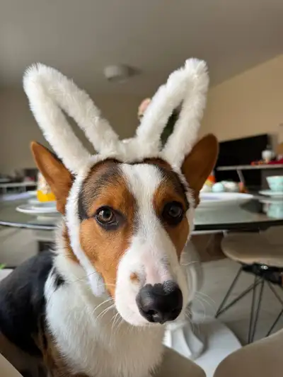 Purebred Cardigan Welsh Corgi – 10 Months Old, View more