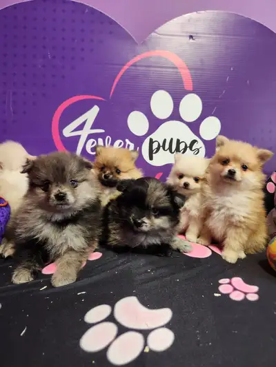 Pomeranian puppies teacup size and normal size, View more