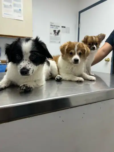 Puppies for Rehoming, View more