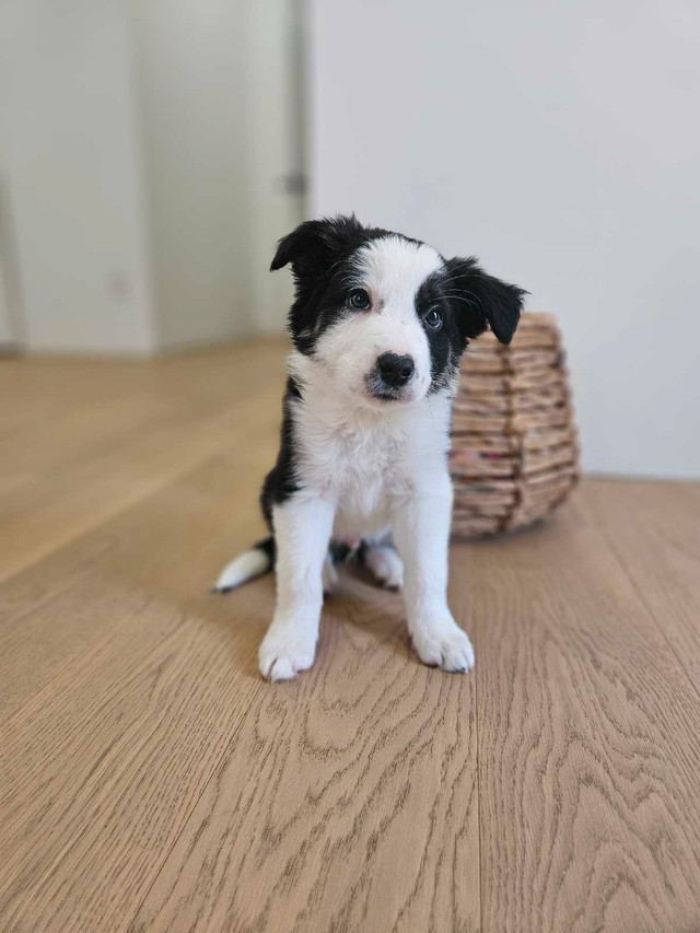 Border Collie Puppies in Dogs & Puppies for Rehoming in City of Toronto - Image 4
