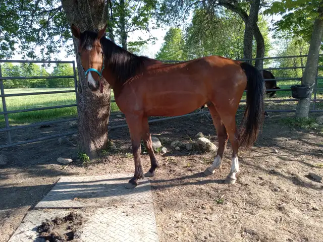 Tall 5yo Bay Arabian gelding -Project horse in Horses & Ponies for Rehoming in Owen Sound - Image 8