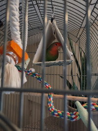 Lovebird with cage and accessories