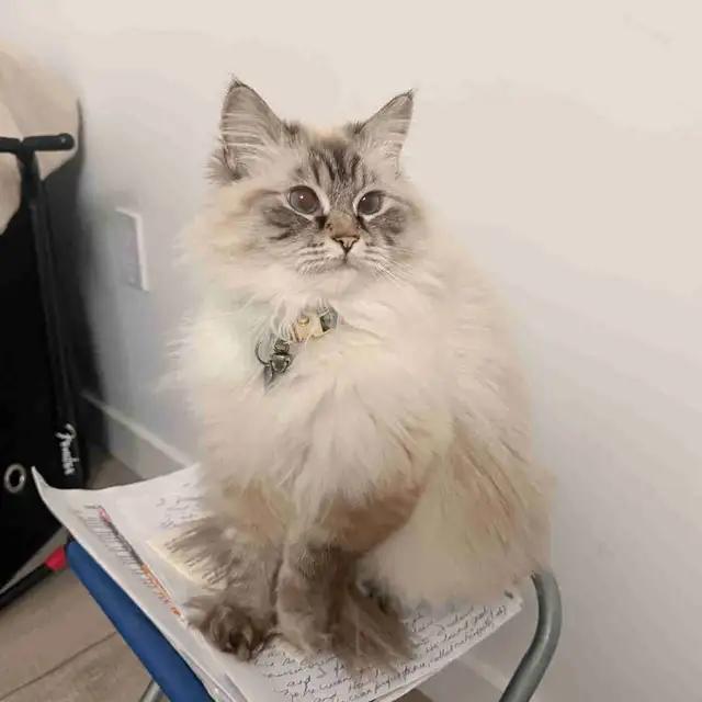 ❤️ A LOVING NEW HOME FOR YUA ❤️