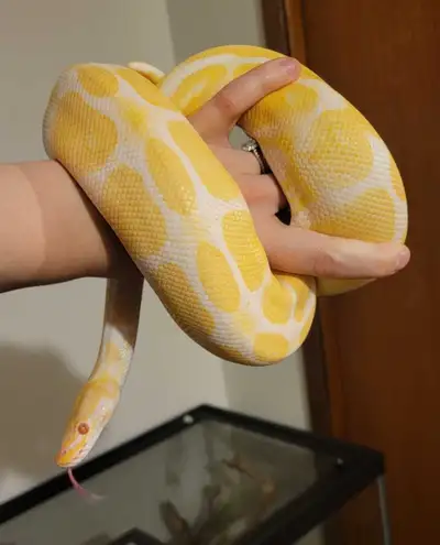 Albino Ball Pythons Female (Picture 1-3) Male (Picture 4-9) Both super friendly and great eaters. Th...