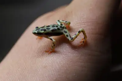 Captive Bred Atelopus balios. These amazing toads are very similar in care to dart frogs, and do ver...