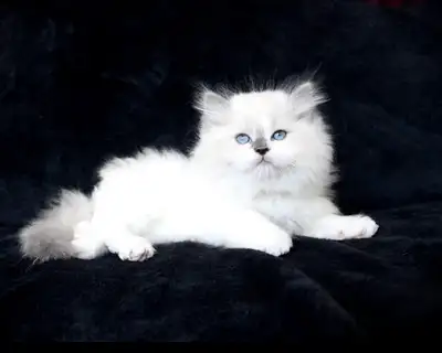 Lilac Bicolor Ragdoll Kittens, View more