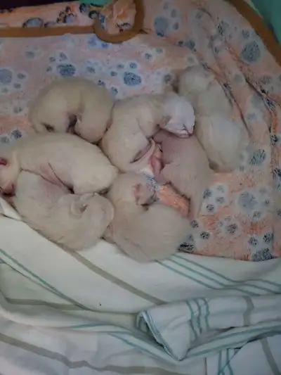 Purebred Siamese Kittens, View more
