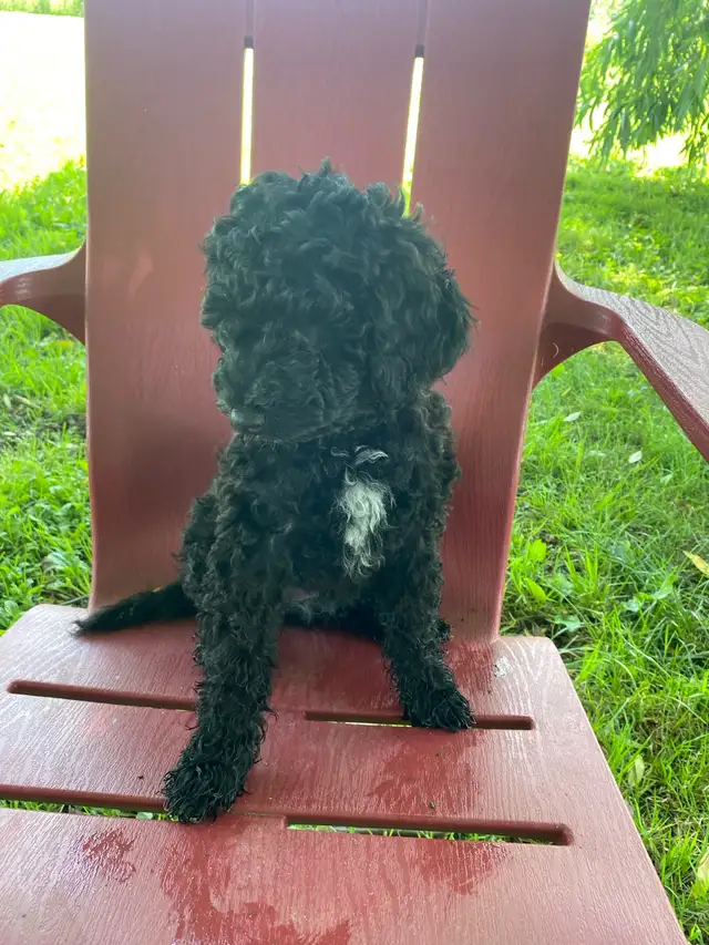 Caniche royal 500$ in Dogs & Puppies for Rehoming in Saint-Hyacinthe - Image 9