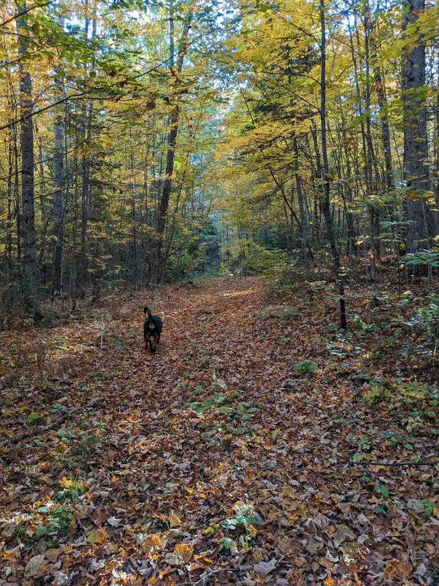 Rustic Off-Grid Yurt Retreat – Beta Stays Welcome! in Ontario in Canada - Image 4