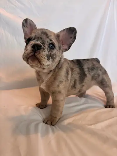Top Quality French Bulldogs, View more