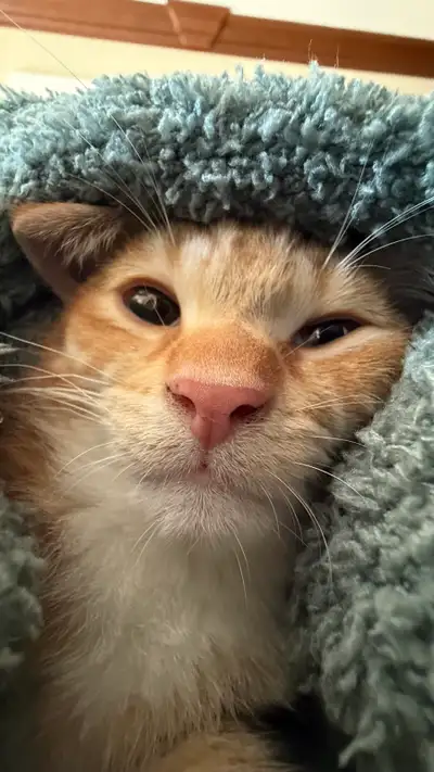 cat looking for a new home , View more