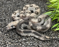 Anery Leopard Boa