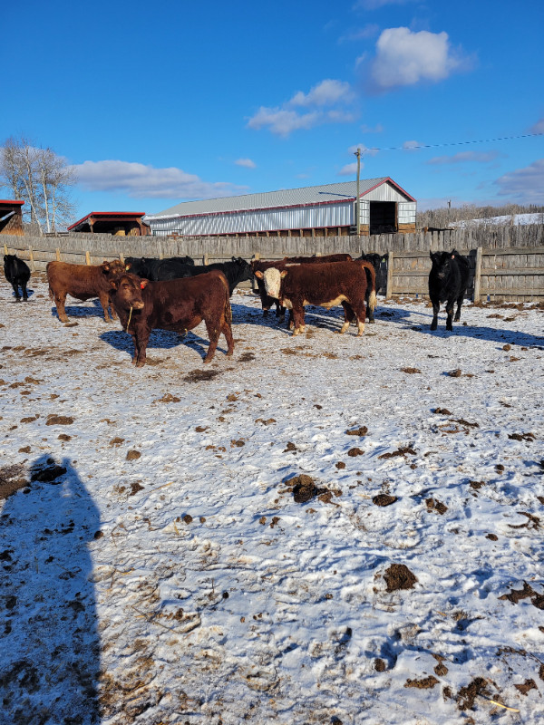 YEARLING POLLED HEREFORD BULLS in Livestock in St. Albert - Image 3