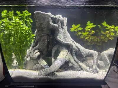 need to rehome some shrimp, View more