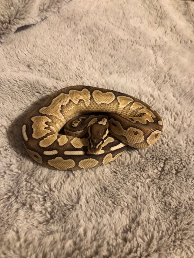 Ball pythons for sale or trade  in Reptiles & Amphibians for Rehoming in Markham / York Region - Image 3