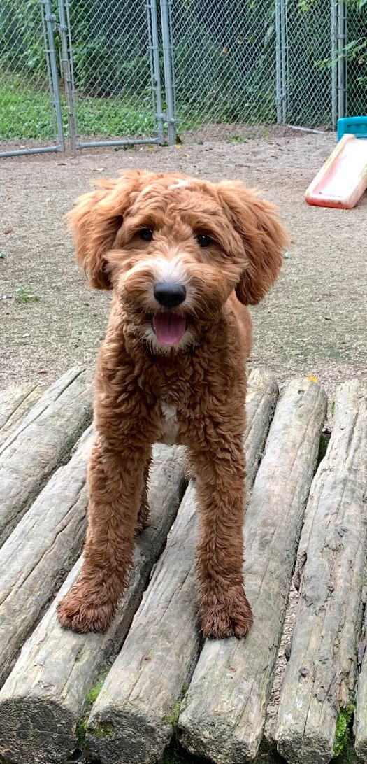 Mini Goldendoodle puppies in Dogs & Puppies for Rehoming in Owen Sound - Image 4