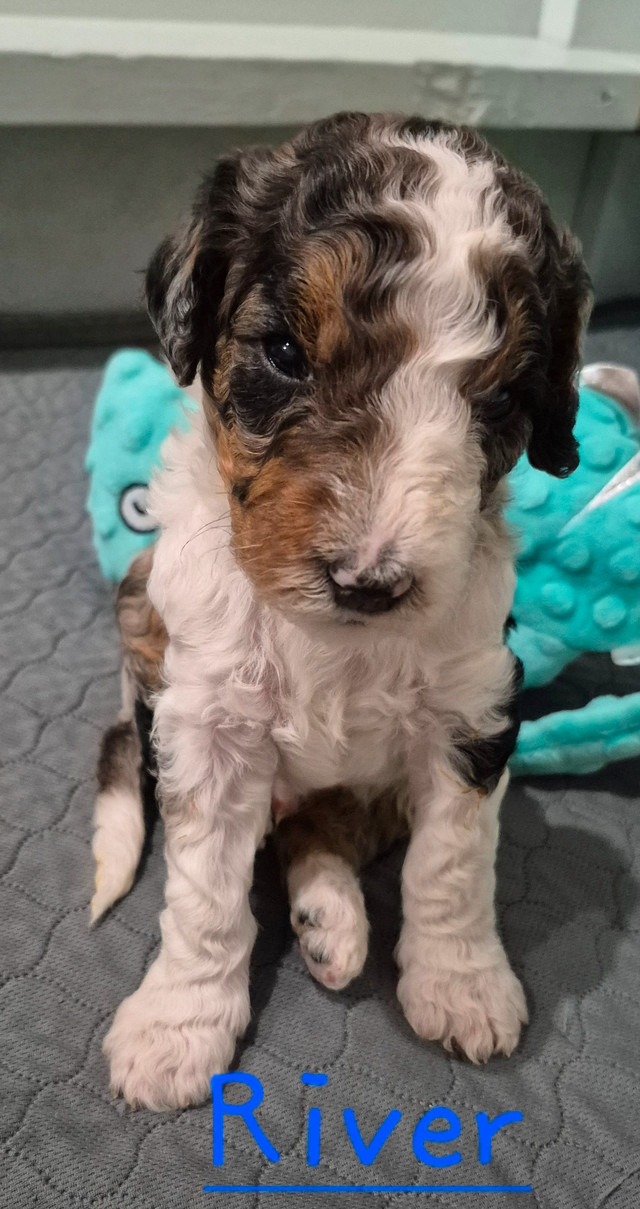 Stunning Bernedoodle Puppies  Go home in 2 weeks dans Chiens et chiots à adopter  à Red Deer - Image 4