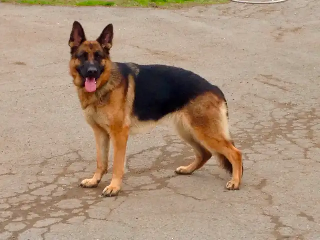 Femelle Berger Allemand 3 ans in Dogs & Puppies for Rehoming in Laval / North Shore - Image 2