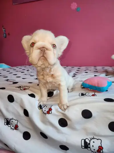 French Bulldog puppies, View more