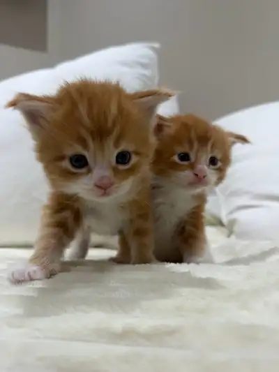 Purebred Maine Coon Kittens – (Milton/GTA), View more