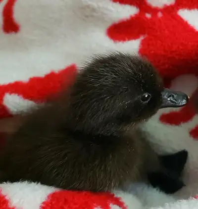 Cayuga ducklings hatching June 29, View more