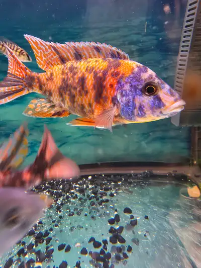 Yellowish ob peacock cichlid, View more